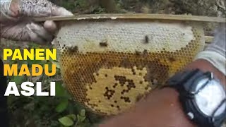 Panen Madu Lebah Honeycomb harvest honey bee