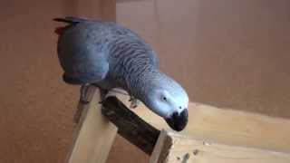 TALKING  PARROT HAS FUN!  UNBELIEVABLE!  -  SPRECHENDER  PAPAGEI  UND SEIN UNGLAUBLICHES HOBBY!