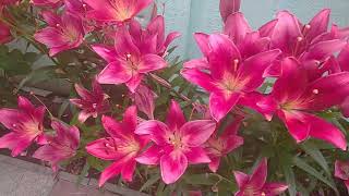 Scarlet lilies VS scarlet wild rose!