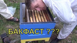 ЧТО ЗА ПЧЕЛЫ БАКФАСТ ???