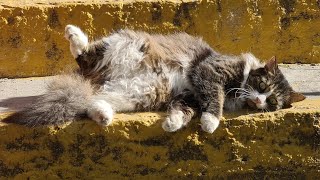 Тёплый котик