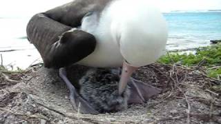 Laysan Albatross chick eats breakfast