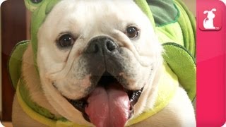 Rescued Bulldog Lily Loves her Turtle Suit - Pet Sense