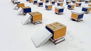 Beekeeping. В ожидании весеннего облета.