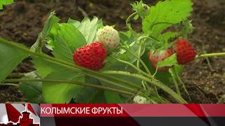 #мтквидео #эвелина Регион готов закупать для бюджетных организаций области колымские фрукты