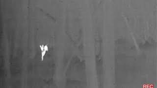 Flir Breach Walk in thick woods with dogs