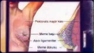 Breast Enlargement Exercises Breast Enhancement Formula Göğüs Büyütme Egzersizleri -Formülü