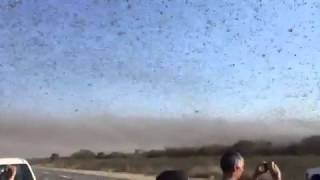Invasión de langostas en Santiago del Estero
