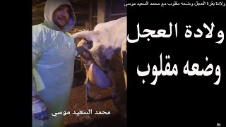 حالة ولادة بقرة وكان العجل ملفوف وضعه مقلوب خارج بالرجلين الخلفية مع محمد السعيد موسى