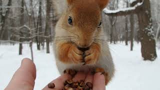 Снова кормлю Длинноухого / Feeding the Long-Eared One again