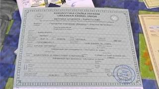 Документы для щенка: про что надо знать . Все О Домашних Животных.