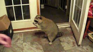 Dining Room Raccoon