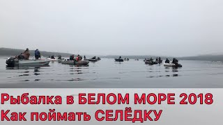 Морская рыбалка. Белое море. Княжая губа. Селёдка. Whites sea Herring fishing.