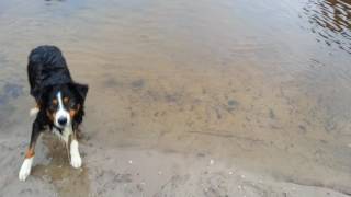 Australian Shepherd Buster (22-10-2016)(1)