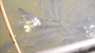 Ловля опасной рыбы Арапаймы в озере сада мадам Нонг Нуч в Таиланде.