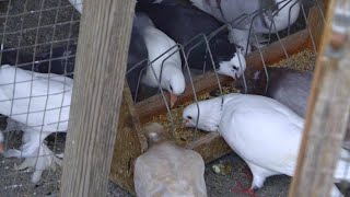 бойные голуби на даче (любительское видео )