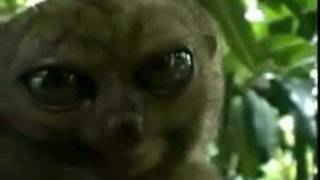 funny animal clips