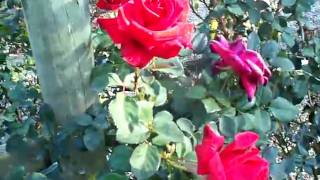 Rose Kardinal