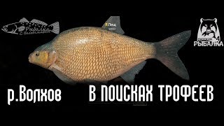 Русская рыбалка 4 Волхов Поиск трофеев на слабые донки