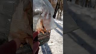 Толстая в домике / Tolstaya one in the house