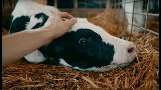 Как забирают телят от коров на молочных фермах. Ужасы молочного производства, сердце рвется на части