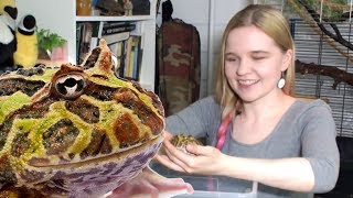 Моя первая лягушка: рогатка или водонос? Your first frog.