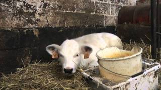 'De Stal' Docu (Nelson Cauwenberghs)