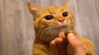 Man brings home two cats. Then one of them started disrespecting gravity.