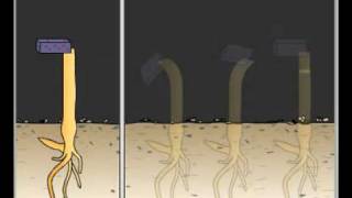 IB Biology 9.1.7 Phototropism and Auxin