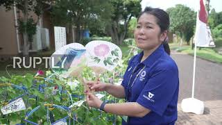 Flower power! Morning glories grown at schools bring Japanese summer to Tokyo Olympics