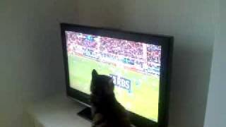 Cat watching rugby