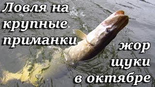 Жор щуки в октябре. Ловля на крупные приманки