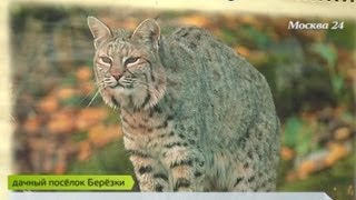 В дачном поселке Березки поселилась рысь