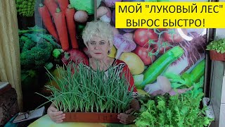 ЗИМНИЙ ОГОРОД. НАЧИНАЕМ С ЛУКА. 