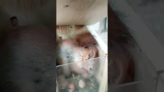 Бельчонок в кормушке / The squirrel in the feeder