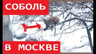 Ему никто не верил что соболя можно встретить в Москве. Маньяки науки