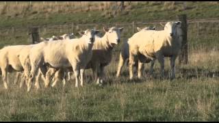 PGG Wrightson Stud Tour - EP12 - Avalon Genetics, West Otago