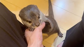 家族が増えてからの一泊の出張後カワウソたちの反応がカオスすぎた After an overnight trip, the otters' reactions were too chaotic.
