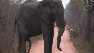 Kruger Park Elephant with 5th leg