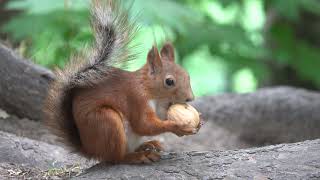 Белка и грецкий орех / Squirrel and walnut