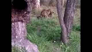 Margay  mating in captivity