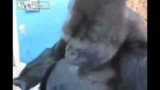 Gorilla Loves Kitten!!!
