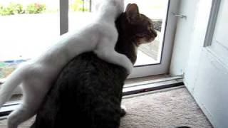 Jupiter and Kona, Kona does a forward roll! Funny cats!