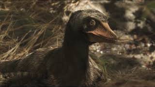 Feathered dinosaur hunting, 4K, ep2