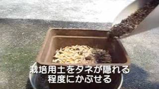 猫草でペットの毛玉予防（栽培方法）