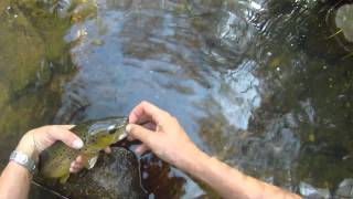 2lb 12" trout on Sage TXL-F 0# and review