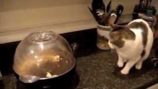funny pussycat