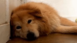 Sad shelter dog finds a forever home. See her life now.