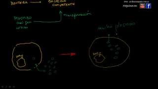 Transformación bacteriana
