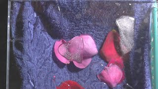 水～氷へ　１００倍速再生動画　２０２３／１／２５